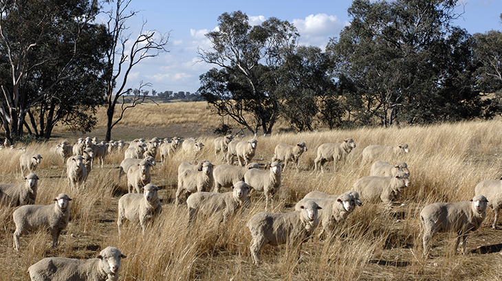 Implementing & Optimising Genomic Prediction Tools