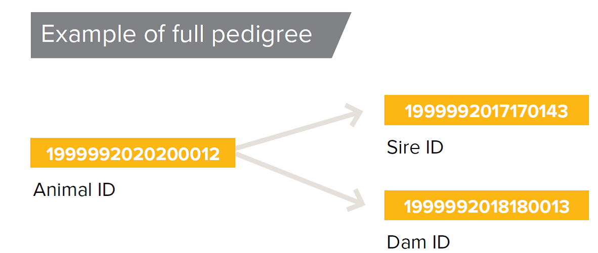 Pedigree | Sheep Genetics