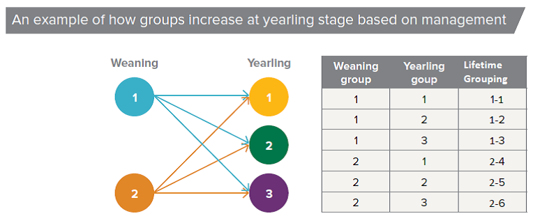 Figure 20 an example of how groups.png