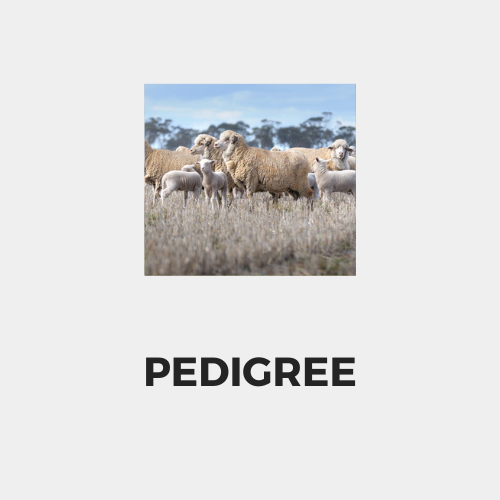 Pedigree.png