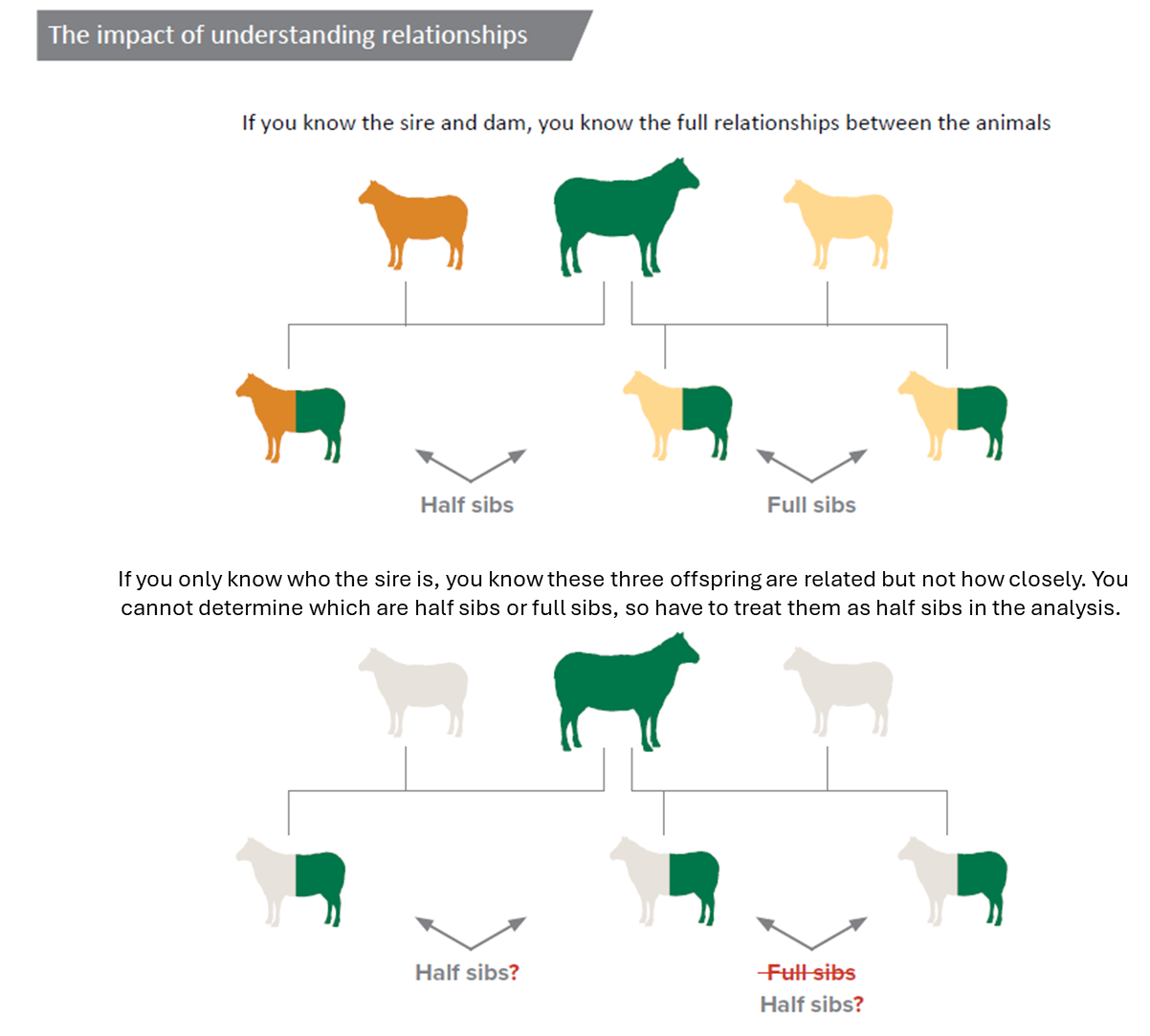 Pedigree | Sheep Genetics